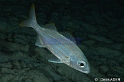 Haemulon-chrysargyreum gorette a petite bouche ambiance en pyjama-Bonaire Buddy Reef-7m-20180222nuit-Denis-ADER-DSC_7575_tn